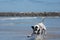 Pit Bull Dog Playing Fetch in Ocean. San Diego Dog Beach. California