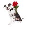 Pit Bull Dog With Red Roses