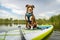 Pit bull dog on stand up paddleboard