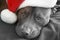 Pit Bull Dog Wearing Santa Hat