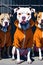 Pit bull dogs in an orange prisoner costume