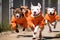 Pit bull dogs in an orange prisoner costume