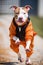 Pit bull dogs in an orange prisoner costume