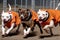 Pit bull dogs in an orange prisoner costume