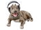 Pit bull in headphones