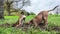 Pit bull and mongrel dig holes in the ground in nature. Teamwork. Two dogs compete to see who can dig a hole deeper and