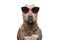 Pit bull portrait in sunglasses