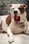 Pit Bull Puppy Dog Yawning Studio Shot