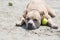 Pit Bull Resting with Tennis Ball in Sand. San Diego Dog Beach. California.