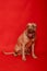 Pit bull with a sharp collar sits isolated on a red background. The fighting dog is waiting peacefully and calmly