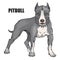 Pit bull terrier, american pit bull, pet logo, dog pitbull, colored pets for design, colour illustration suitable as logo or team