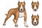 Pit bull terrier, american pit bull, pet logo, dog pitbull, colored pets for design, colour illustration suitable as logo or team