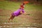 Pit bull terrier catches frisbee on the field in autumn