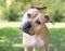 A Pit Bull Terrier dog with floppy ears and a head tilt