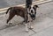 A pit bull  terrier dog tie up to rope with steel pole along the road. Ferocious dog