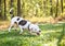 A Pit Bull Terrier mixed breed dog chasing a ball outdoors