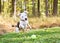 A Pit Bull Terrier mixed breed dog chasing a ball outdoors