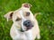 A Pit Bull Terrier mixed breed dog looking up with a head tilt