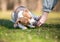 A Pit Bull Terrier mixed breed dog receiving a treat