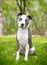 A Pit Bull Terrier mixed breed dog sitting and listening with a head tilt