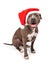 Pit Bull Wearing Christmas Santa Hat