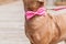 Pit Bulls and Bow Ties