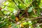 Pit viper in Damas Island Mangrove water canals