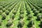 Pitahaya Plantation, dragon fruit, view from above