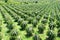 Pitahaya Plantation, dragon fruit, view from above