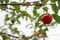Pitanga (Eugenia uniflora), Suriname cherry, Brazilian cherry, Cayenne cherry. Significant taste and rich in calcium