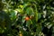 Pitanga fruit growing on a tree