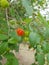 Pitanga tree close-up. The Suriname cherry is the fruit of the Suriname cherry (Eugenia uniflora L.)