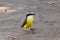 Pitangus sulphuratus a small bird from Brazil also known as \\\