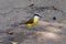 Pitangus sulphuratus a small bird from Brazil also known as \\\