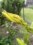 Pitaya or Dragon Fruit Flower Bloom