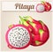 Pitaya Dragon fruit fruit. Cartoon vector icon