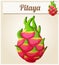 Pitaya Dragon fruit fruit. Cartoon vector icon