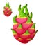 Pitaya Dragon fruit fruit. Vector icon isolated