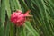 Pitaya, or dragon fruit Hylocereus undatus on the plant at a plantation near My Tho, Vietnam.