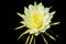 Pitaya flower or dragon fruit