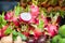 Pitaya fruit on vegetable market