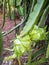 Pitaya plant