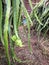 Pitaya plant