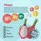 Pitaya vitamins infographics in a flat style