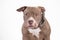Pitbull breed dog on white background
