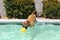 Pitbull diving for his toy in pool