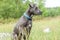 Pitbull dog with blue collar on grass background