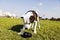 Pitbull Dog with Chew Toy at the Park