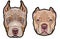 Pitbull dog heads full color vector illustration set