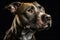 Pitbull dog portrait on black background. Neural network AI generated